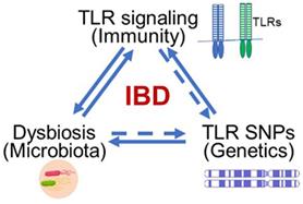 Toll-like Receptors and Inflammatory Bowel Disease